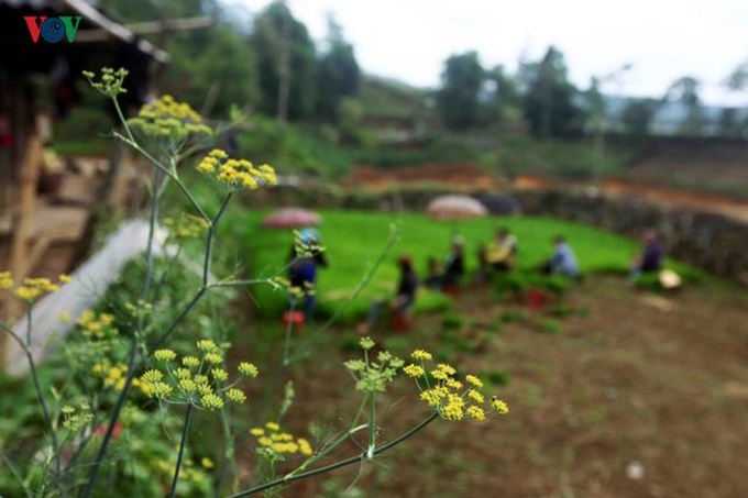 Stunning rice terraced fields in Lai Chau - 9