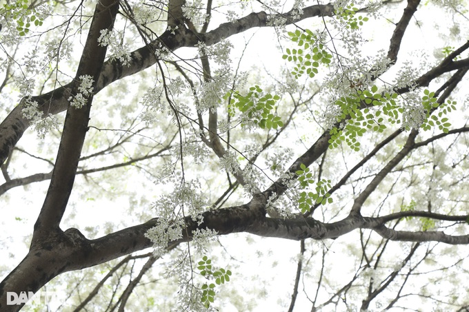 Hanoi streets bloom with white sua flowers - 2