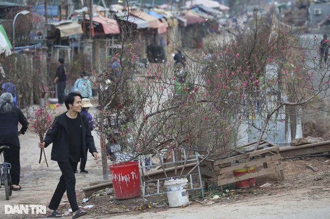 Early Hanoi peach blossoms signal Tet nears - 6