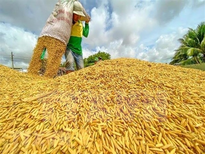 Vietnam exports record rice volume in 8 months - 1 Vietnam exports record rice volume in 8 months - 1