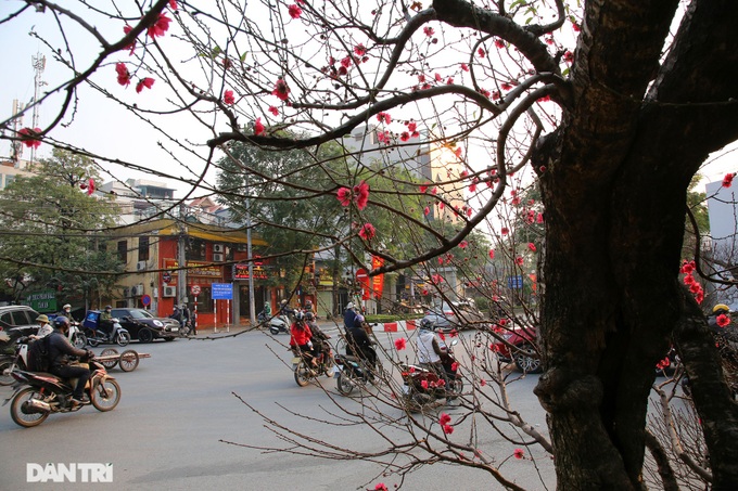 Early peach blossoms on Hanoi streets - 7