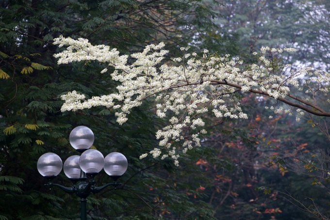 Hanoi streets covered by white sua flower - 7