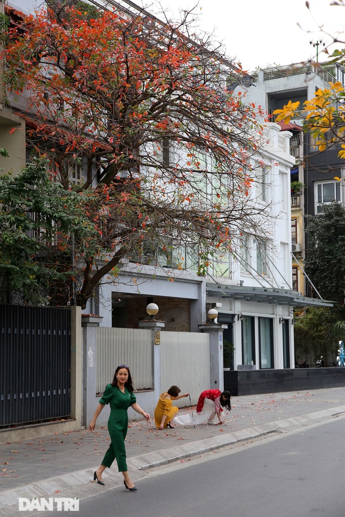 Hanoi trees mark return of spring - 11