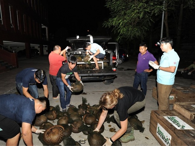 Dozens of pangolins, monkeys released into wild - 2 Dozens of pangolins, monkeys released into wild - 2