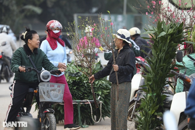 Early Hanoi peach blossoms signal Tet nears - 7