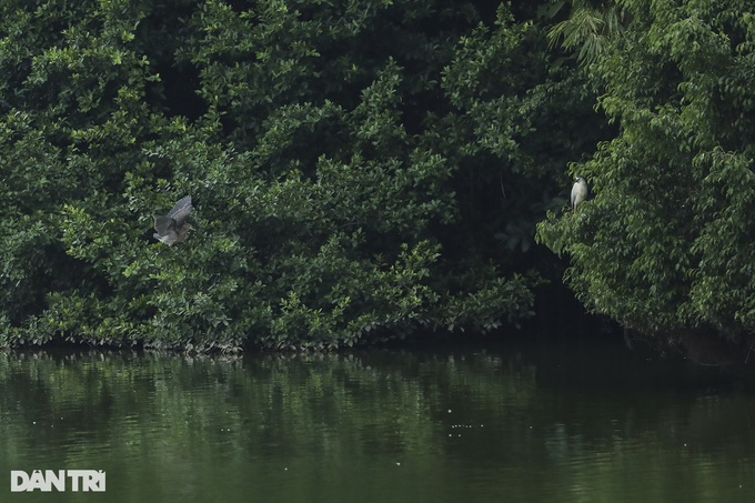 Hanoi central lake attracts wild birds - 6