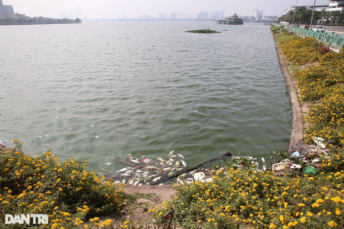 Mass fish deaths continue in Hanoi's West Lake - 3 Mass fish deaths continue in Hanoi's West Lake - 3