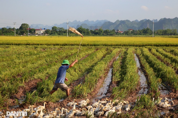 Hanoi's suburbs during ripening rice season - 12 Hanoi's suburbs during ripening rice season - 12