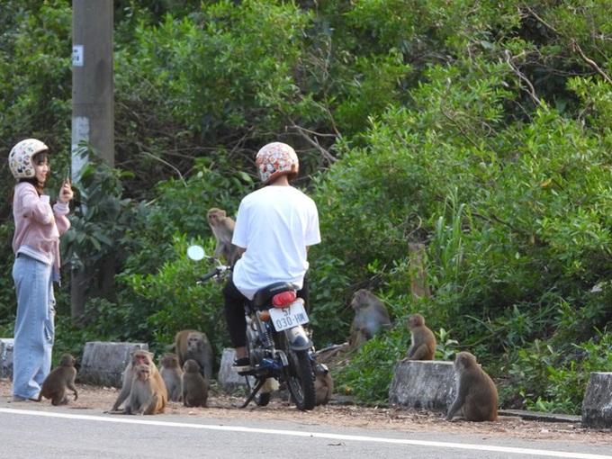 Danang monkeys flood city in search of food - 2