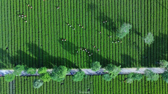 Stunning beauty of Ha Tinh tea plantation - 3