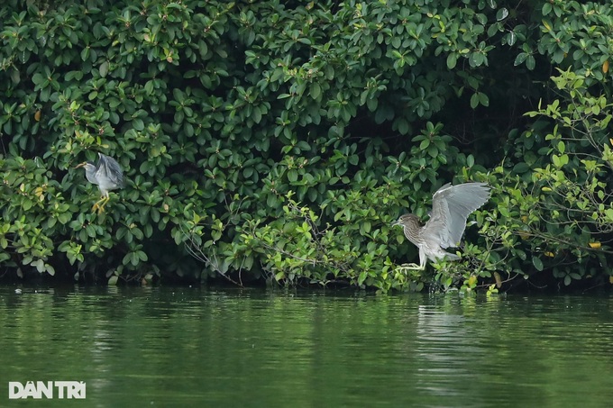 Hanoi central lake attracts wild birds - 1