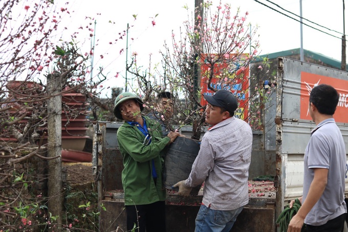 Post-Tet peach tree care service in high demand in Hanoi - 2