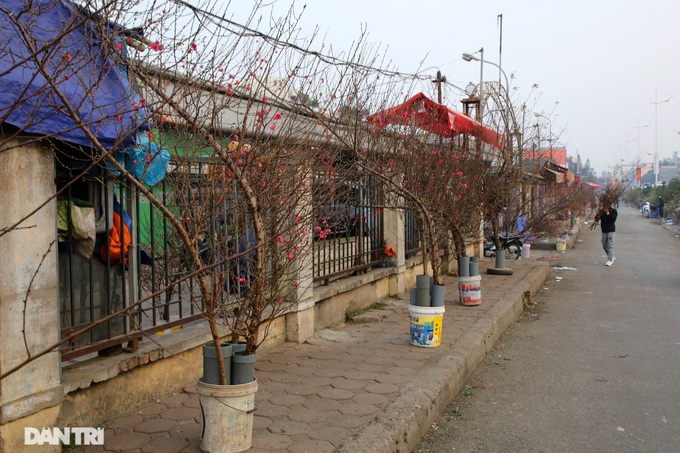 Early peach blossoms on Hanoi streets - 11