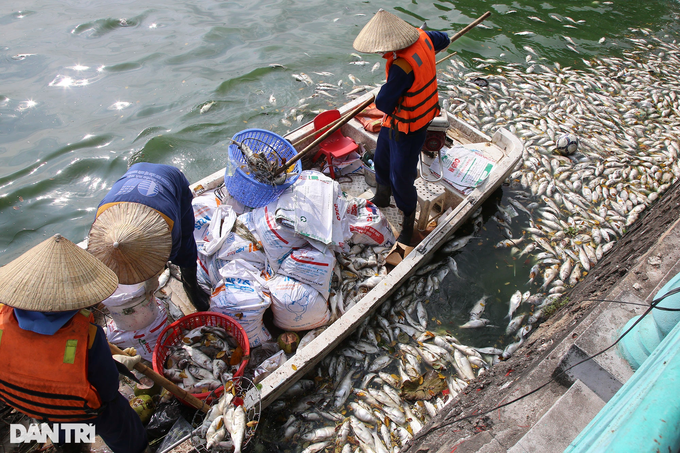 Mass fish deaths continue in Hanoi's West Lake - 6 Mass fish deaths continue in Hanoi's West Lake - 6