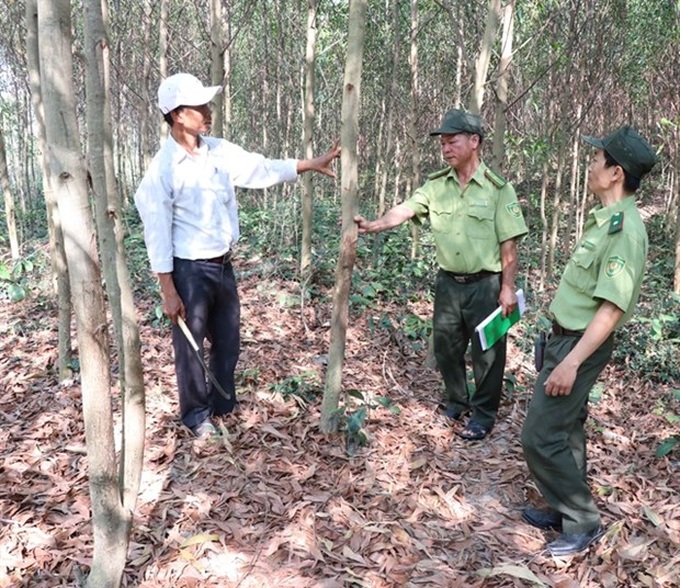 Gia Lai rapidly expands forest cover, helps improve livelihoods - 1 Gia Lai rapidly expands forest cover, helps improve livelihoods - 1