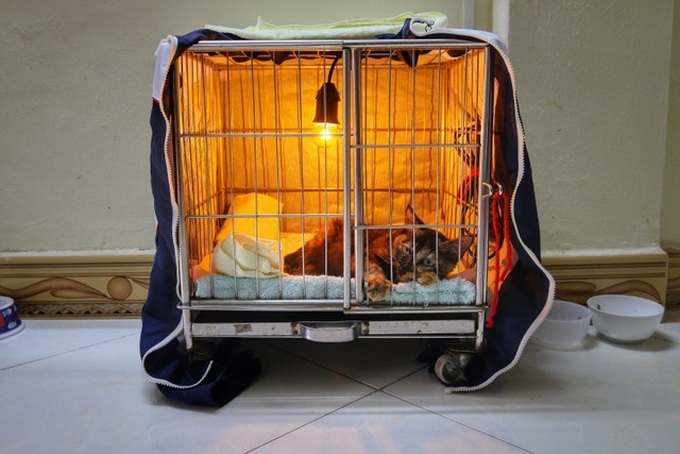 Hanoi woman offers home to abandoned cats - 4 Hanoi woman offers home to abandoned cats - 4