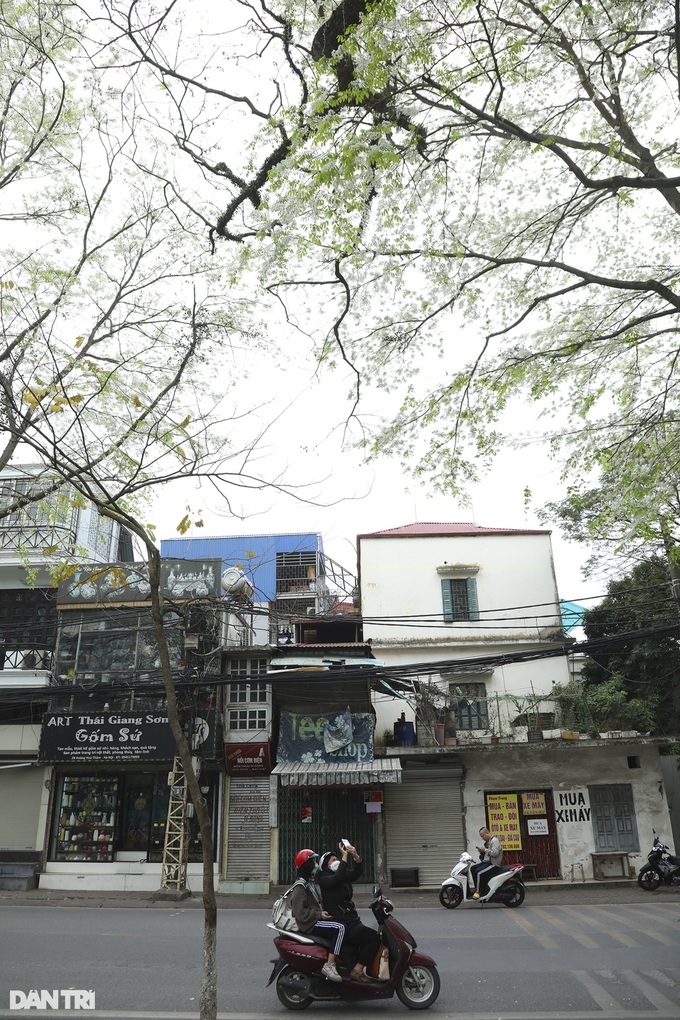 Hanoi streets bloom with white sua flowers - 4