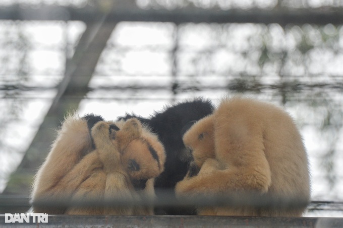 Hanoi zoo lights fires to keep animals warm - 10