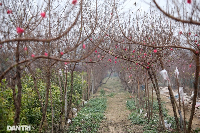 Peach blossoms cover Hanoi village - 7