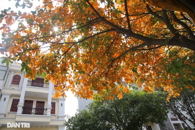 Hanoi trees mark return of spring - 10