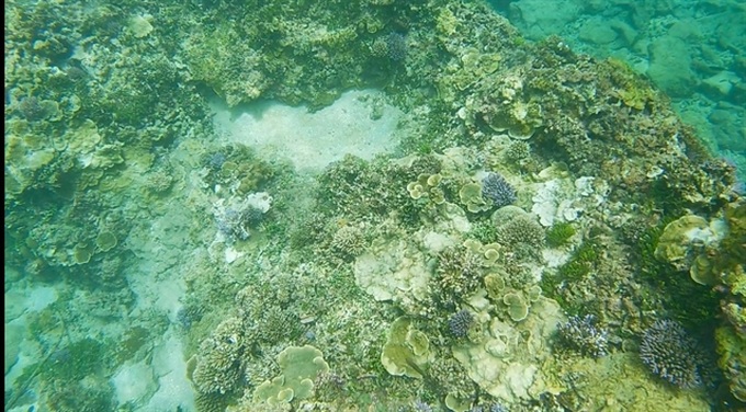 Tour guides form team to save coral off coast of Bình Thuận Province - 1