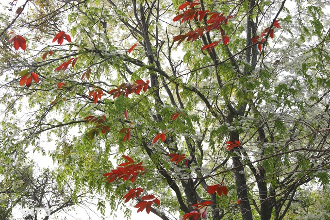 Hanoi trees mark return of spring - 12