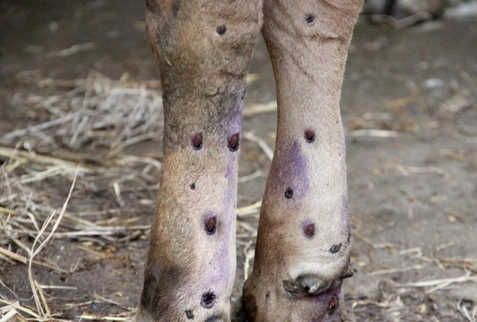 Bovine skin disease continues to spread - 1