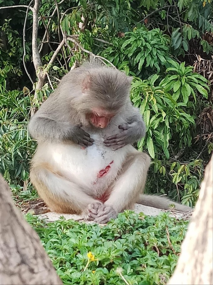 Monkey injured by human activities on Son Tra Peninsula - 1 Monkey injured by human activities on Son Tra Peninsula - 1
