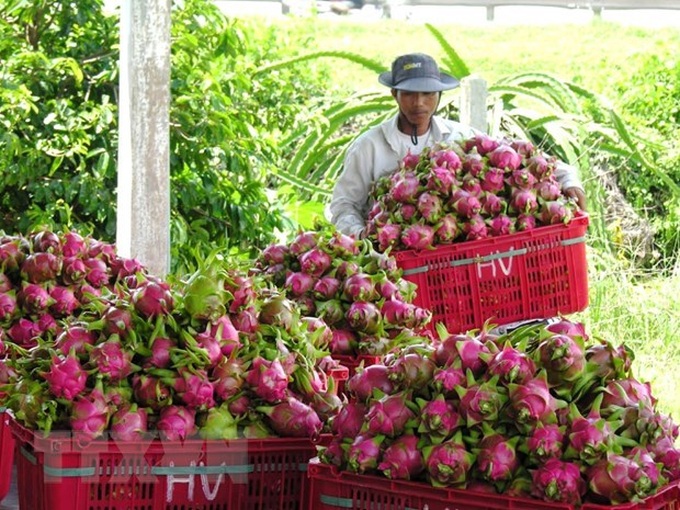 Bình Thuận dragon fruit expected to get protected status in Japan - 1