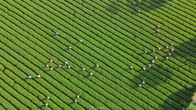 Stunning beauty of Ha Tinh tea plantation - 5