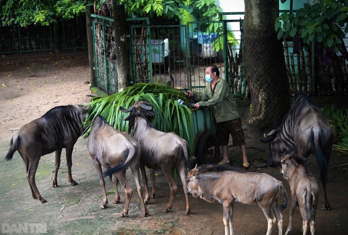 Saigon Zoo falls quiet during pandemic - 10