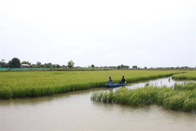 Mekong Delta expands environmentally-friendly shrimp-rice farms - 1 Mekong Delta expands environmentally-friendly shrimp-rice farms - 1