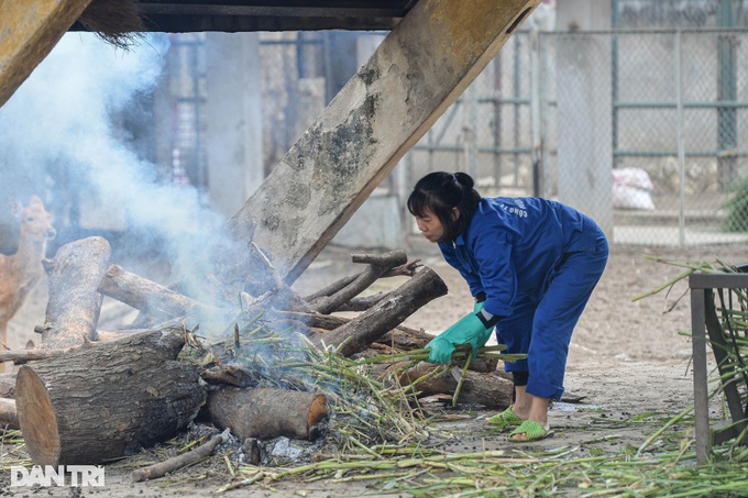 Hanoi zoo lights fires to keep animals warm - 8