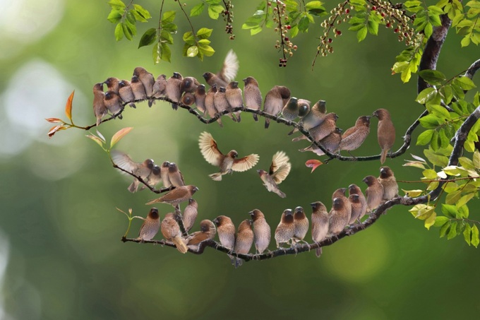 Vietnamese photographer wins prizes at Spring Clicks 2022 - 1