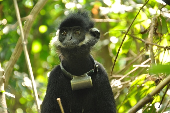 Rich primate species in Vietnam threatened: WWF report - 1