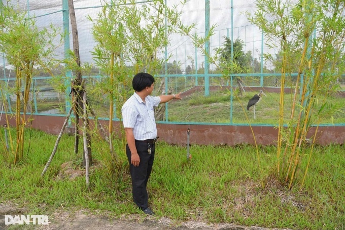 Sarus cranes return to Tram Chim National Park after two years absence - 2 Sarus cranes return to Tram Chim National Park after two years absence - 2