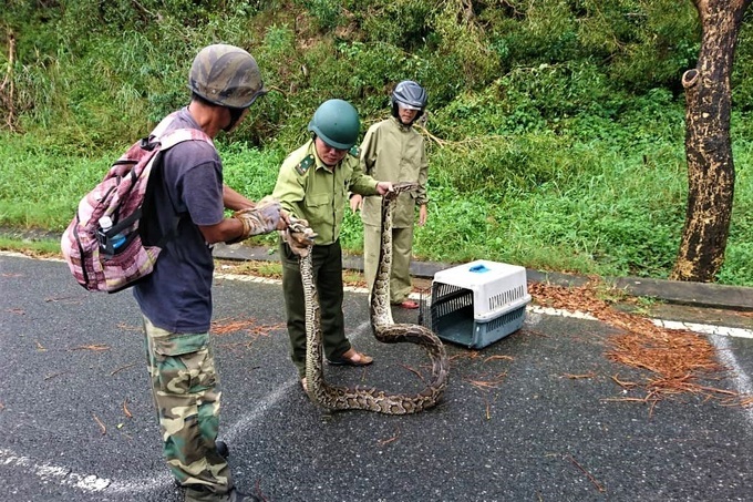 30-kilo python found in Son Tra Peninsula - 2 30-kilo python found in Son Tra Peninsula - 2