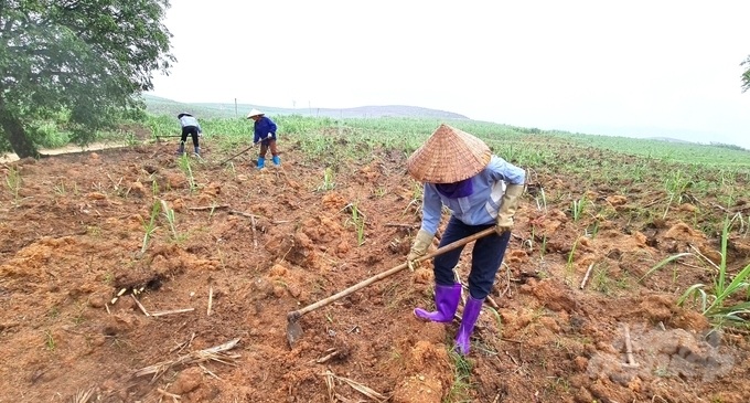 Tuyen Quang sugar sector struggles with drought - 1