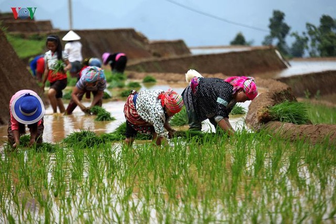 Stunning rice terraced fields in Lai Chau - 2