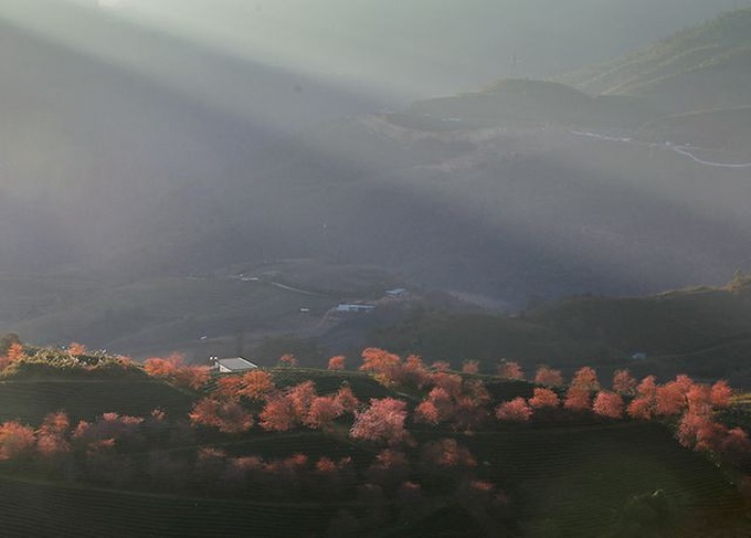 Beautiful scenery as cherry blossoms bloom in Sapa - 4 Beautiful scenery as cherry blossoms bloom in Sapa - 4