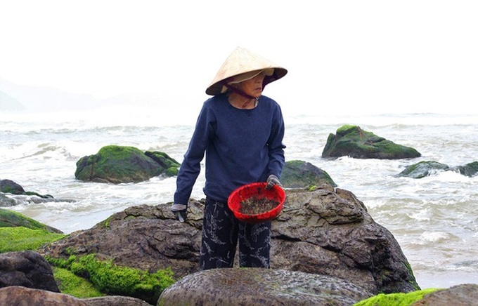 Danang residents earn big on seaweed season - 2