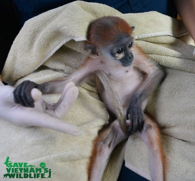 Javan pangolin and Phayre's langur rescued in Binh Dinh - 2 Javan pangolin and Phayre's langur rescued in Binh Dinh - 2