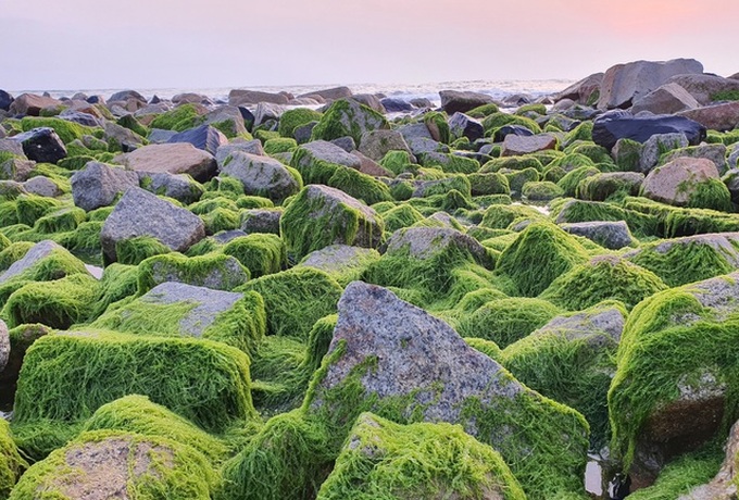 Visitors flock to green moss sea dyke in Phu Yen - 2 Visitors flock to green moss sea dyke in Phu Yen - 2