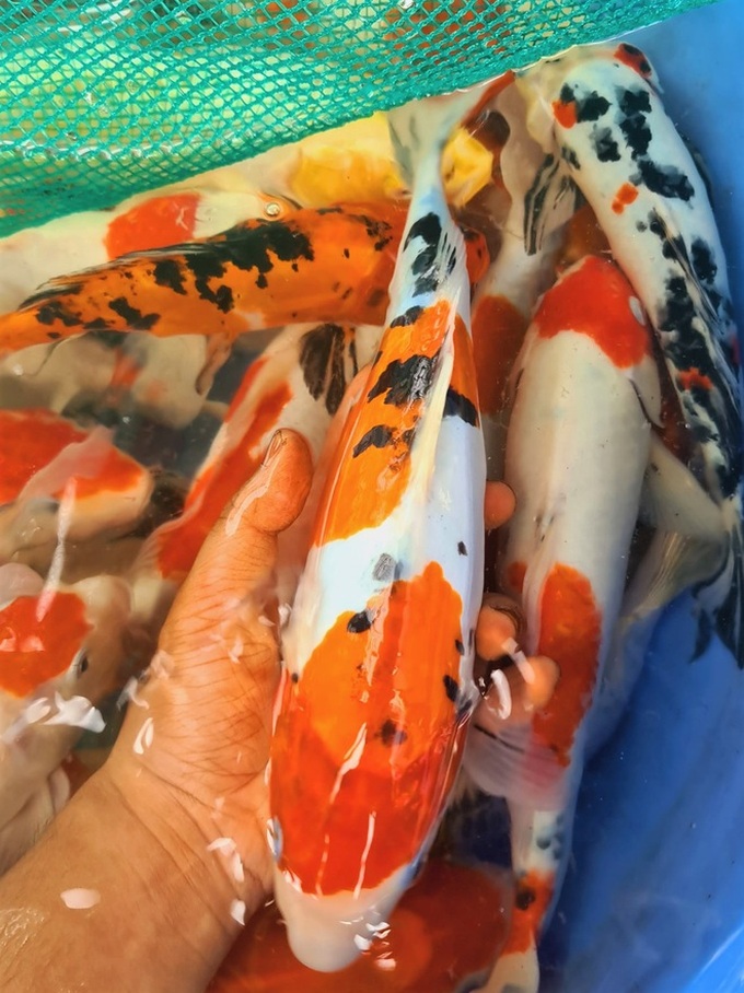 Young man earns huge profits from koi fish - 2