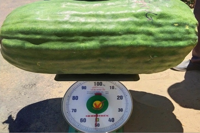 Binh Dinh village to become tourist destination thanks to giant melons - 2 Binh Dinh village to become tourist destination thanks to giant melons - 2
