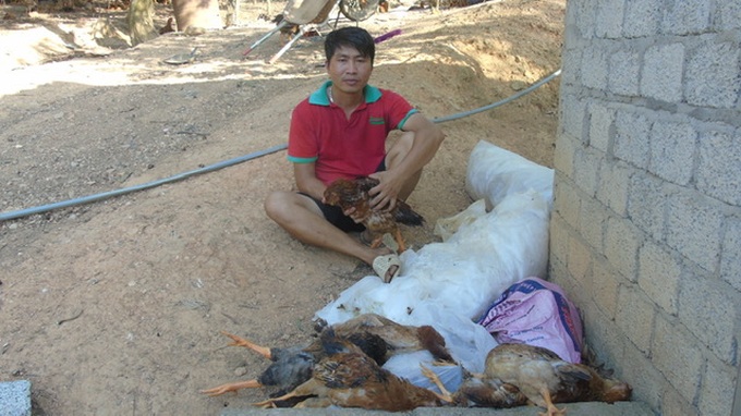 Nghe An chicken farmers face debt crisis - 1