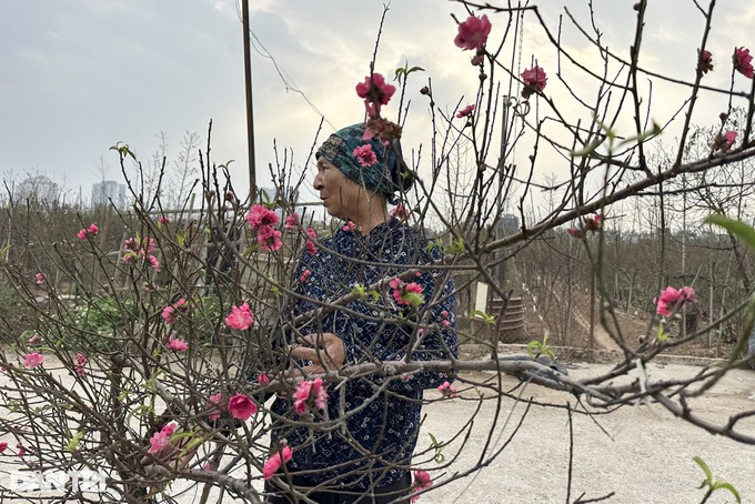 Early Hanoi peach blossoms signal Tet nears - 3