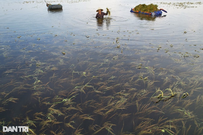 Hanoi’s submerged rice fields face wipeout - 2