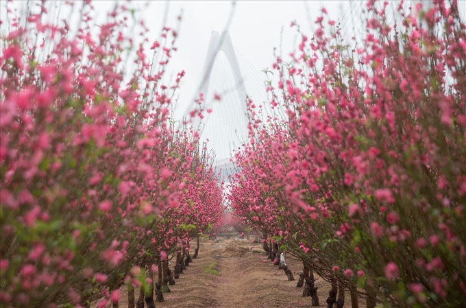 Early peach blossoms gardens in Hanoi attract visitors - 2