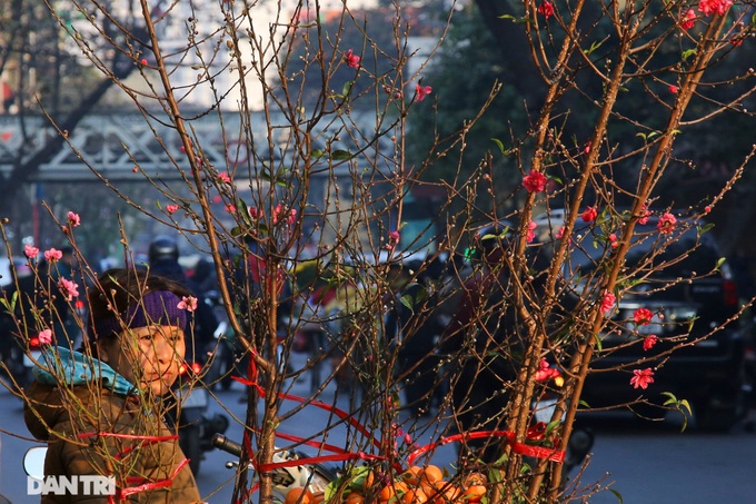 Early peach blossoms on Hanoi streets - 1